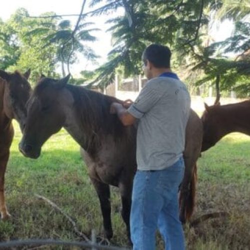 Medidas de controle e prevenção da raiva animal são reforçadas após confirmação de foco em Candeias do Jamari