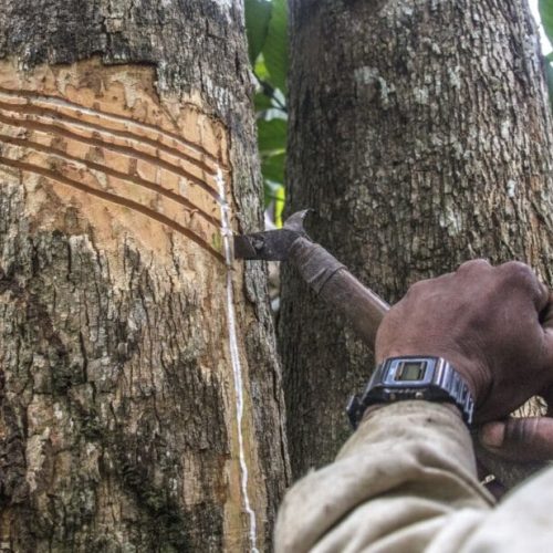 Governo de RO e Projeto Paisagens Sustentáveis da Amazônia adquirem materiais e instrumentos de apoio aos produtores de látex em reservas extrativistas