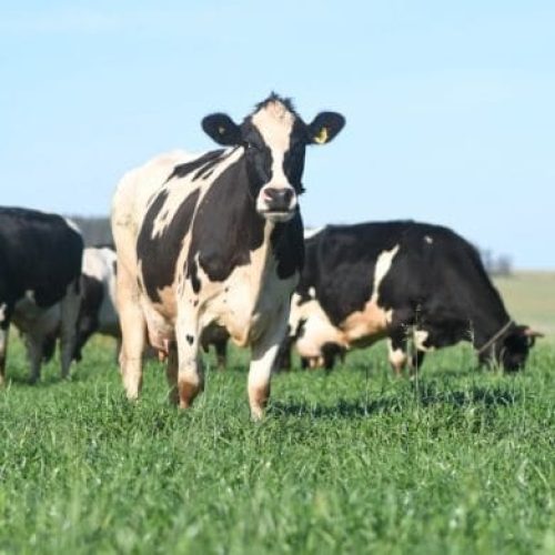 Conseleite-RO divulga valor de referência a ser pago em dezembro