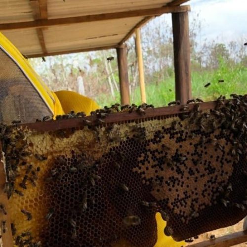Cadastro de criadores de abelhas busca fortalecer cadeia do mel em Rondônia