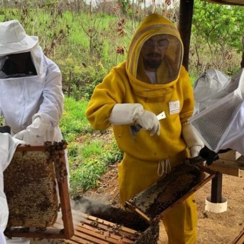 Governo de RO inicia cadastro de apicultores e meliponicultores para fortalecer programa sanitário do setor