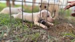 Feira de adoção de cães e gatos será realizada no Parque da Cidade neste sábado