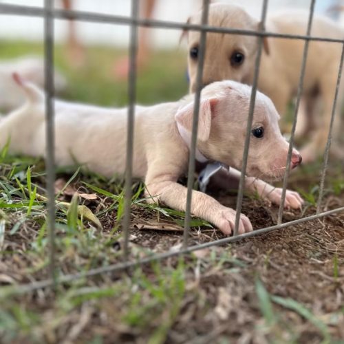 Feira de adoção de cães e gatos será realizada no Parque da Cidade neste sábado