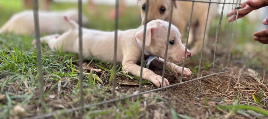 Feira de adoção de cães e gatos será realizada no Parque da Cidade neste sábado