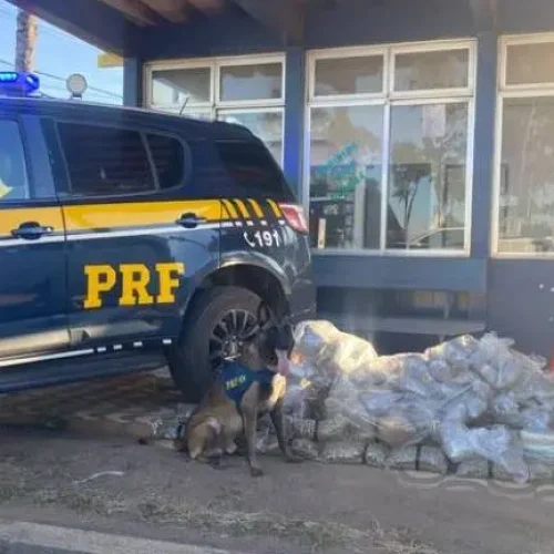 PRF apreende 84 kg de skunk e prende homem na BR-364