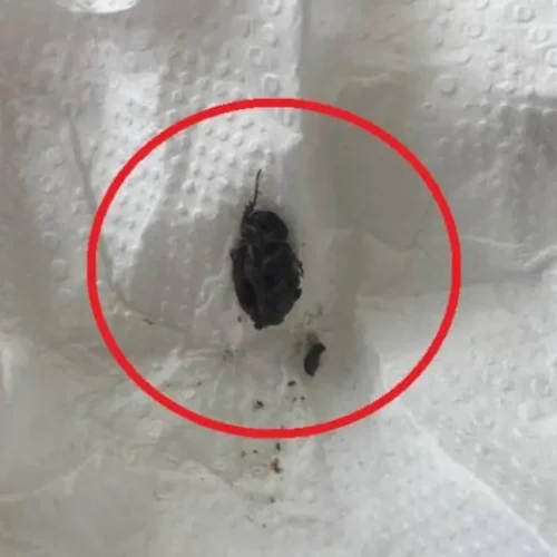 Mãe denuncia médico da UPA por ignorar inseto vivo no ouvido de filha