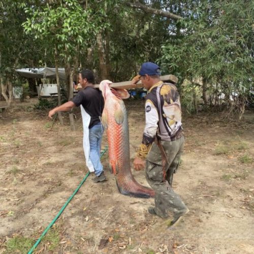 Ações de manejo e erradicação do pirarucu são reforçadas pelo governo de RO na Reserva Extrativista Pedras Negras