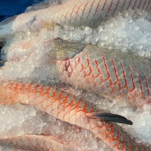 Projeto do governo de RO é reconhecido em Brasília como modelo no controle do Pirarucu invasor