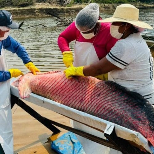 Governo de RO impulsiona manejo sustentável do Pirarucu com impacto econômico nas comunidades tradicionais