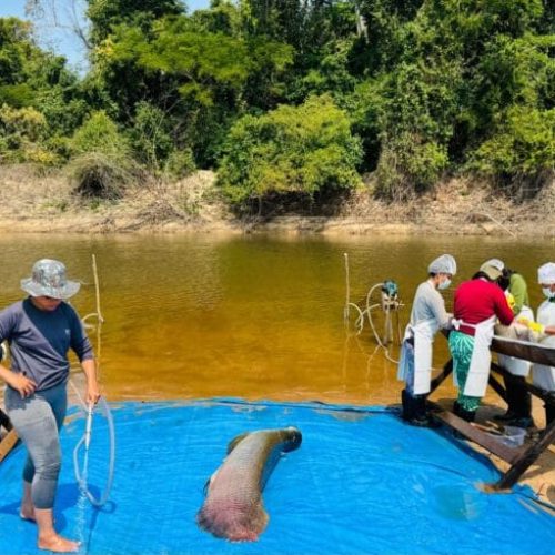 Pesca manejada do pirarucu invasor é iniciada pelo governo de RO na Resex Rio Cautário, em Costa Marques