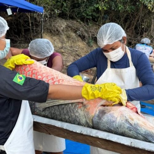 Primeira edição da pesca manejada em 2025 retira 160 pirarucus do Rio Cautário e gera mais de R$ 90 mil em renda comunitária
