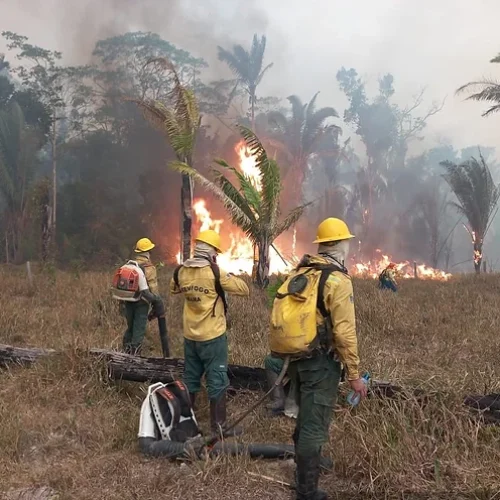 O futuro em cinzas: Rondônia clama por ações imediatas e eficazes