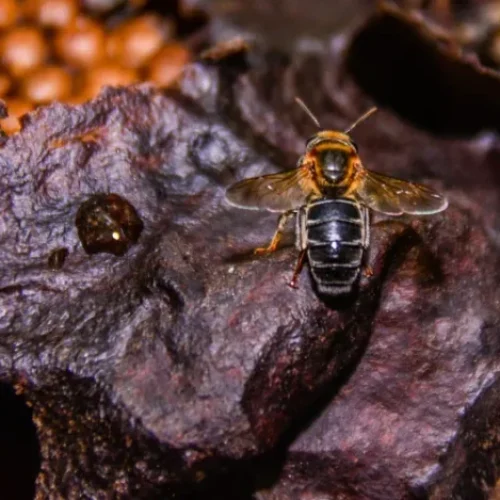 Governo de RO investe em pesquisa para potencializar a produção de açaí no estado