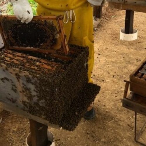 Organização do setor apícola impulsiona produção do mel em diferentes regiões de Rondônia