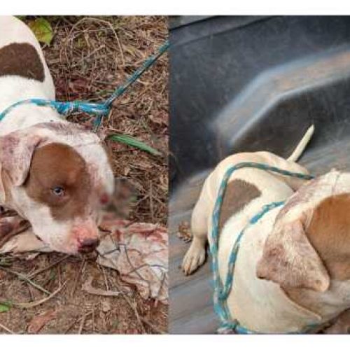 Pittbull é resgatado com marca de tiro e sinais de tortura em RO