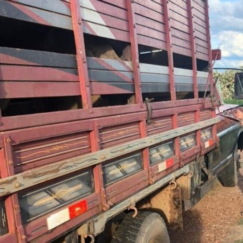 Ação estratégica intensifica monitoramento no trânsito de produtos agropecuários em Rondônia