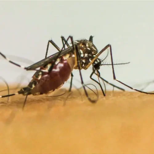 Brasil ultrapassa 1 milhão de casos prováveis de dengue em 2025