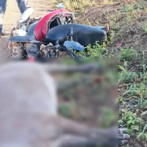 Motociclista sobrevive após colidir com anta na BR-435