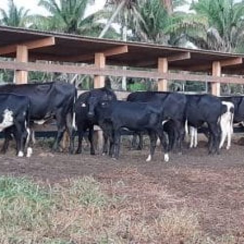 Declaração de rebanhos feita a partir de novembro tem que indicar quantidade de animais para corte e leite