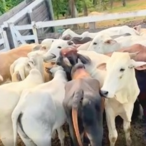 Polícia dá resposta rápida e recupera gado furtado em Buritis