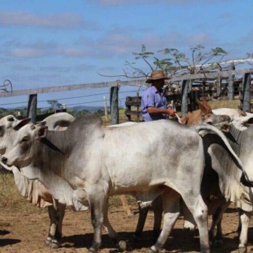 Manejo sustentável e medidas preventivas impulsionam as exportações da carne de Rondônia