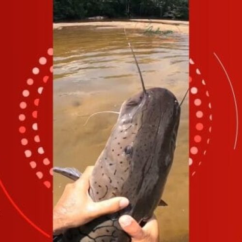 Peixe dorme? Rondoniense ‘pesca’ peixe com a mão e comportamento do animal chama atenção; vídeo
