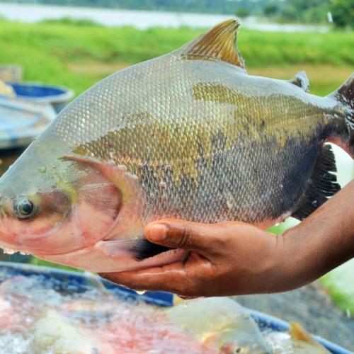 3º Festival Peixes da Amazônia movimenta Porto Velho com programação gratuita e foco no desenvolvimento sustentável e gastronomia