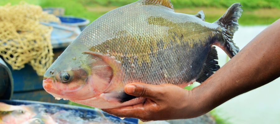 3º Festival Peixes da Amazônia movimenta Porto Velho com programação gratuita e foco no desenvolvimento sustentável e gastronomia