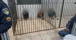 Polícia desarticula grupo criminoso na zona Leste de Porto Velho
