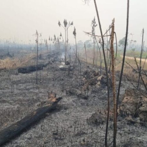 Governo de RO intensifica ações de proteção ao meio ambiente através de perícias em crimes ambientais
