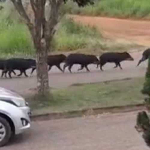 Família de porcos-do-mato é flagrada ‘passeando’ pelas ruas de Cacoal, RO