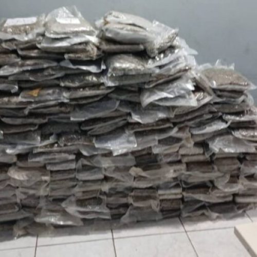 PRF apreende 200 quilos de maconha e prende três suspeitos na BR-364 em Porto Velho