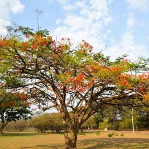 Primavera 2024: clima seco deve continuar até meados de novembro