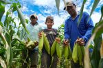 União Bandeirantes impulsiona produção de milho e café e fortalece agricultura familiar em Porto Velho