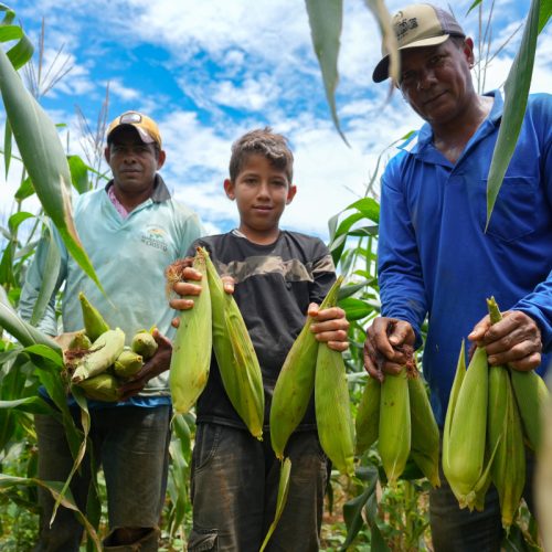 União Bandeirantes impulsiona produção de milho e café e fortalece agricultura familiar em Porto Velho
