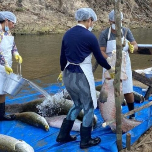 Projeto de manejo de Pirarucu no Rio Cautário gera renda e avança na conservação ambiental