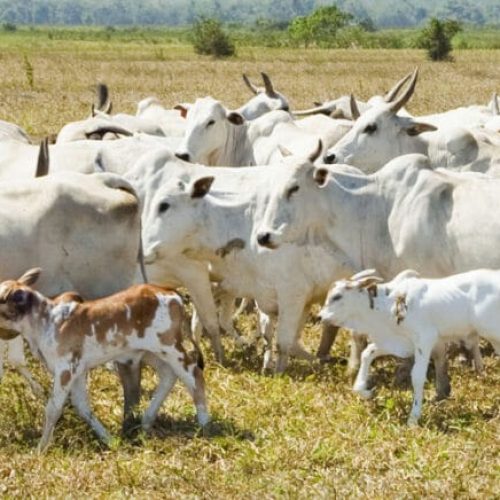 Porto Velho já tem o terceiro maior rebanho bovino do país, segundo pesquisa do IBGE