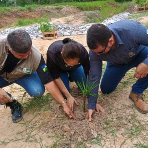 Recomposição florestal de Áreas de Preservação Permanente é realizada em Espigão do Oeste