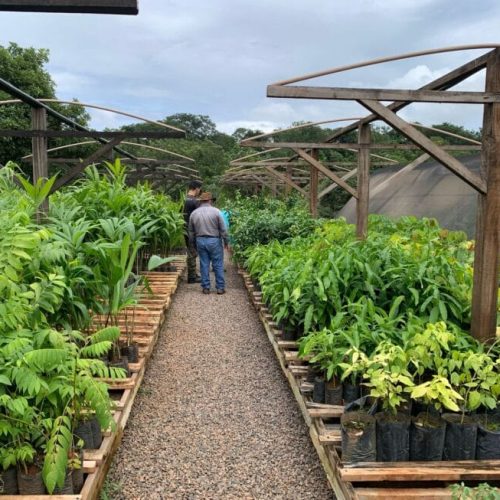 Rondônia fortalece gestão ambiental com Encontro de Viveiristas e Secretários de Meio Ambiente