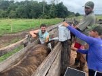 Projeto de melhoria da eficiência reprodutiva fortalece bovinocultura leiteira em Rondônia