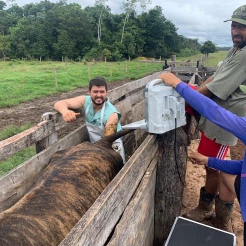 Projeto de melhoria da eficiência reprodutiva fortalece bovinocultura leiteira em Rondônia