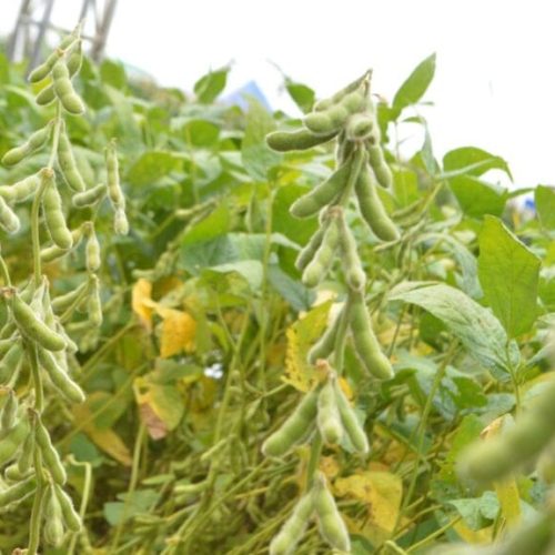 Prazo para semeadura da produção de soja em Rondônia encerra nesta quinta-feira, 9