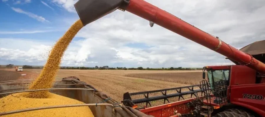 Rondônia deve colher 2,7 milhões de sacas de café com produtividade recorde