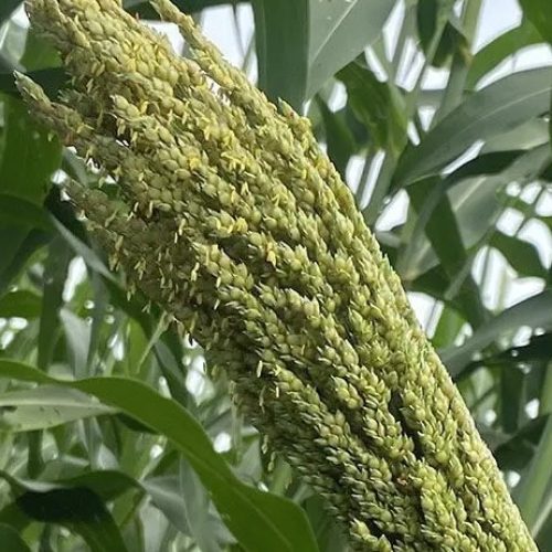 Sorgo forrageiro gigante chega ao mercado com alto potencial