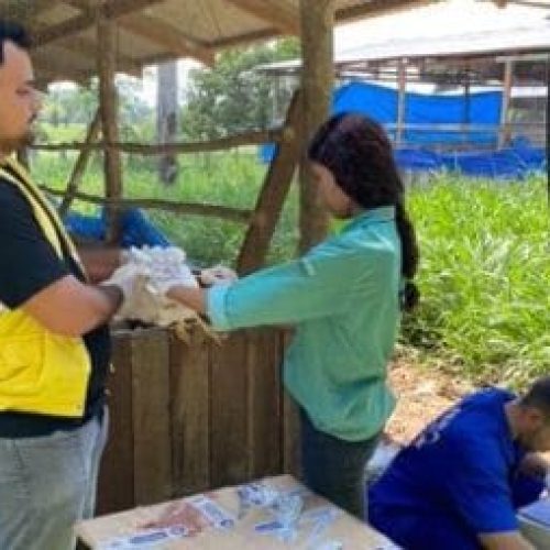 Vigilância contra gripe aviária e doença de Newcastle é mantida pela Idaron, em Rondônia