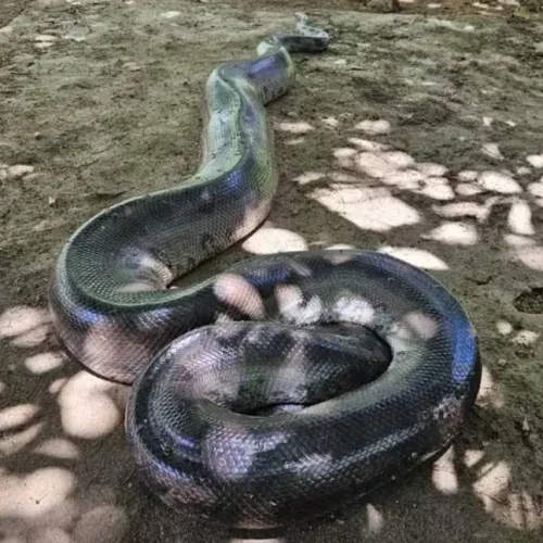 Sucuri de 4 metros é resgatada em bairro de Porto Velho