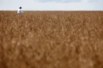 Trabalhador caminha em plantação de soja em fazenda na cidade de Tangará da Serra, em Cuiabá  • Um trabalhador caminha em uma plantação de soja em uma fazenda na cidade de Tangará da Serra, em Cuiabá, em 27 de março de 2012. REUTERS/Paulo Whitaker