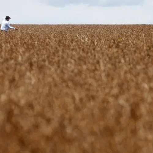 Trabalhador caminha em plantação de soja em fazenda na cidade de Tangará da Serra, em Cuiabá  • Um trabalhador caminha em uma plantação de soja em uma fazenda na cidade de Tangará da Serra, em Cuiabá, em 27 de março de 2012. REUTERS/Paulo Whitaker