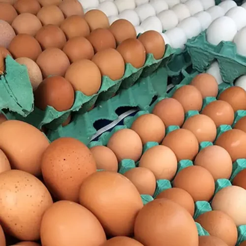 Governo rastreia e destrói ovos de granja com foco de gripe aviária para conter disseminação do vírus