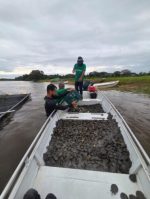 Projeto ambiental do governo de RO resulta na soltura de 228 mil filhotes de tartaruga-da-Amazônia no Parque Estadual Corumbiara
